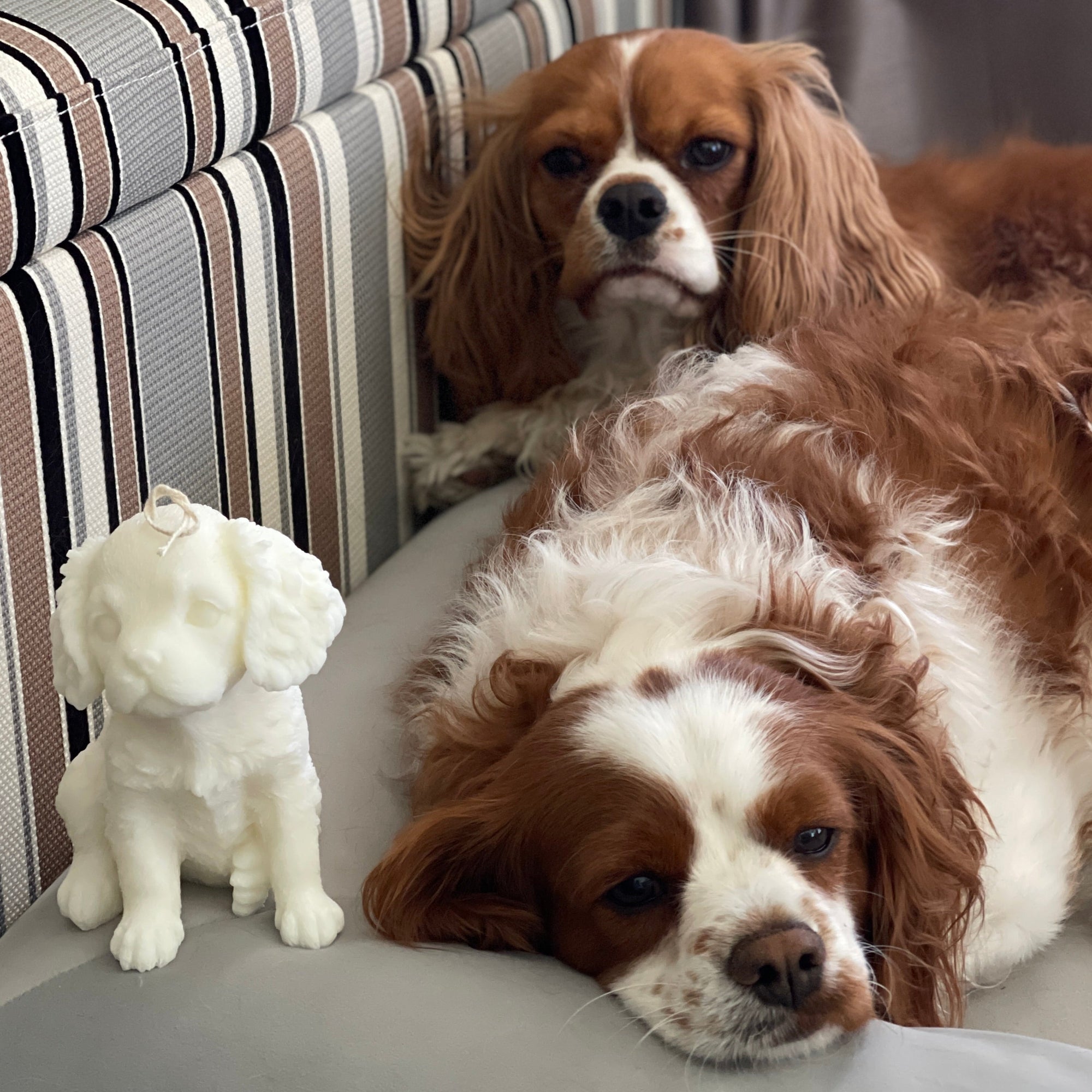 King Charles Cavalier Decorative Candle